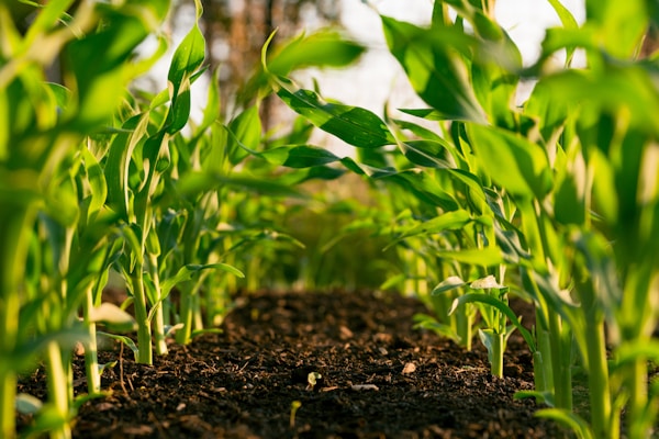 Climate-Resilient Farming